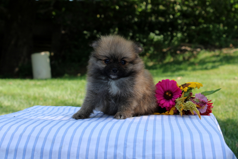 puppy, for, sale, Pomeranian, Matthew B. Stoltzfus, dog, breeder, Gap, PA, dog-breeder, puppy-for-sale, forsale, nearby, find, puppyfind, locator, puppylocator, aca